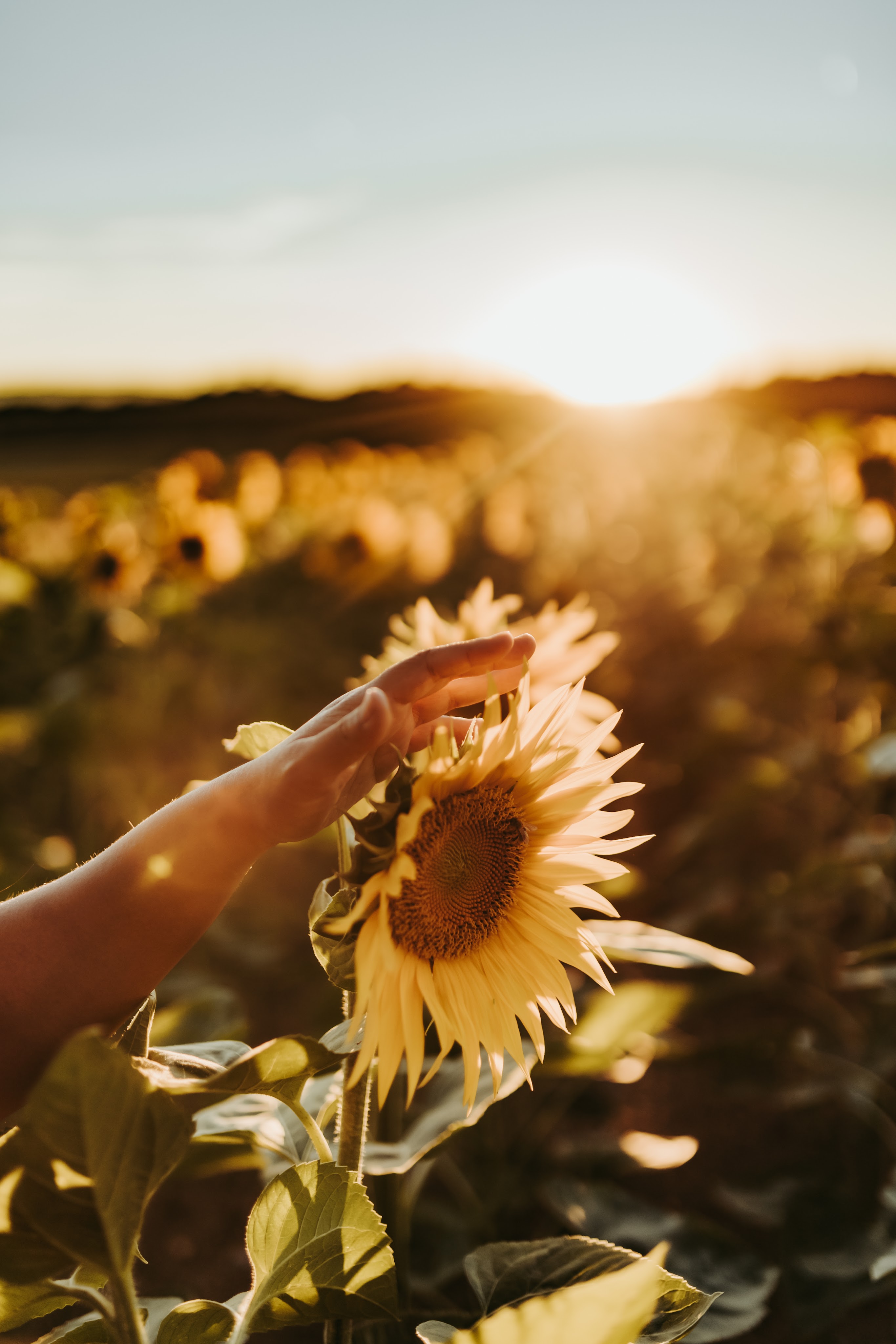 image d'un tournesol et d'une main servant à illustrer un article sur les constellations familiales et systémiques et la thérapie psycho-spirituelle à Lausanne Morges Renens 